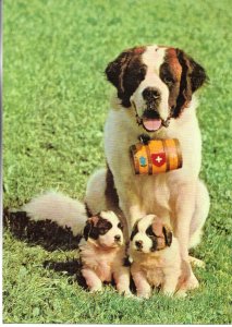 St. Bernard dog and puppies Spanish pharmacy advertising sheet. 17 x 25 cms. I