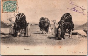 Algeria Bassours Camels Vintage Postcard C154