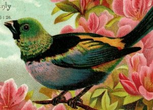 Lot Of 3 1880's Religious Victorian Cards Bible Quotes Colorful Wild Birds P188