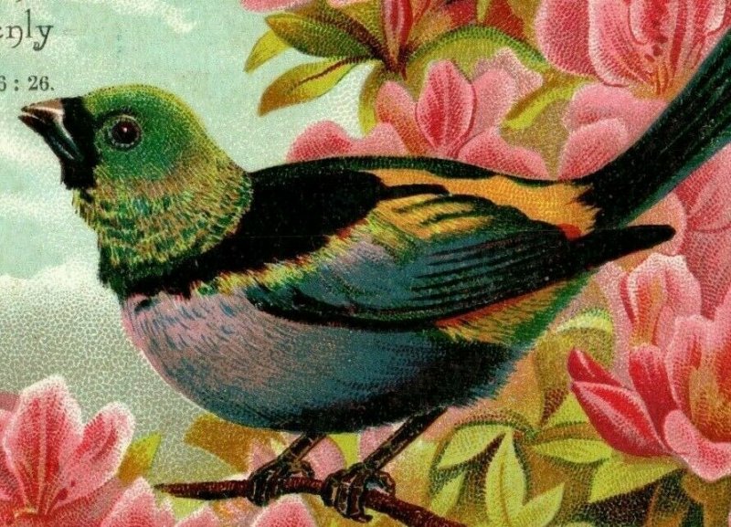 Lot Of 3 1880's Religious Victorian Cards Bible Quotes Colorful Wild Birds P188