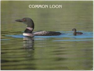 COMMON LOON, unused Postcard