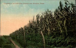 Houston Texas TX Cornfield Corn Farming c1910 Vintage Postcard