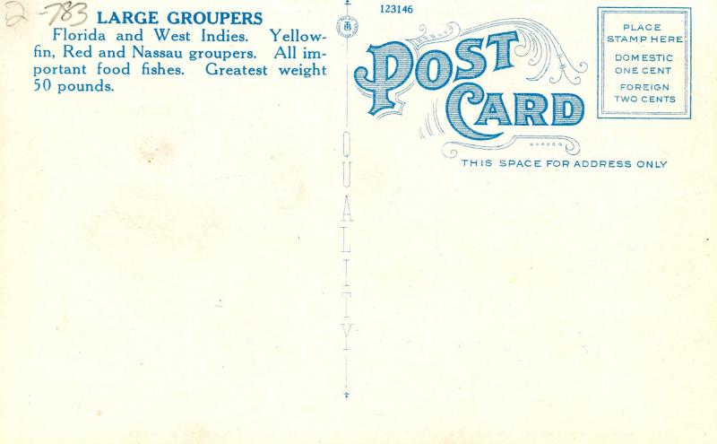 Fish - Large Groupers