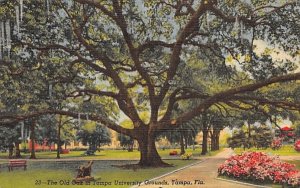 The Old Oak in Tampa University Grounds, FL, USA Florida