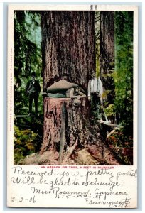 Sacramento California CA Postcard An Oregon Fir Tree 9 Feet In Diameter c1905
