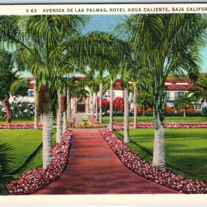 c1940s Ensenada, Mexico Hotel Agua Caliente Palm Trees Tropical Gardens A346