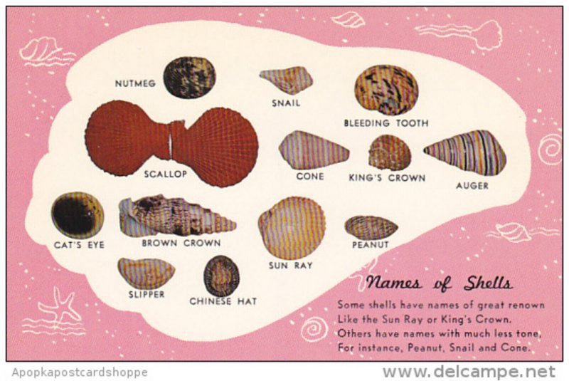 Names Of Sea Shells Treasures Of The Sea