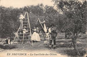 BR73864 en provence la cueillette des olives types folklore france