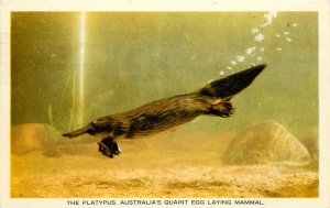 Postcard; Duck-Billed Platypus, Australia's Quaint Egg-laying Mammal, Posted