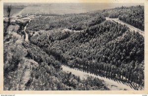 Wood of Balfour near Ginegar , EMEK , Israel , 1951