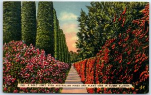 M-110294 A Road Lined with Australian Pines and Flame Vine in Sunny Florida