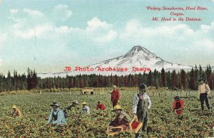 OR, Hood River, Oregon, Picking Strawberries, Farming, No S1199