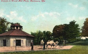 Vintage Postcard 1911 Camels in Druid Hill Park Baltimore Maryland MD Animals