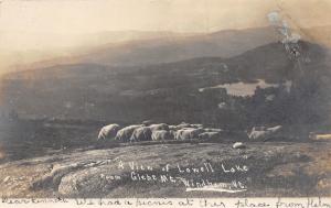 Windham Vermont~Lowell Lake View~Sheep Grazing on Glebe Mountain~1906 RPPC