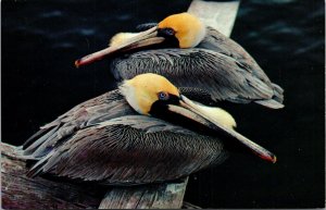 Florida Pelicans Birds FL Coast Postcard VTG UNP Koppel Vintage Unused Chrome 