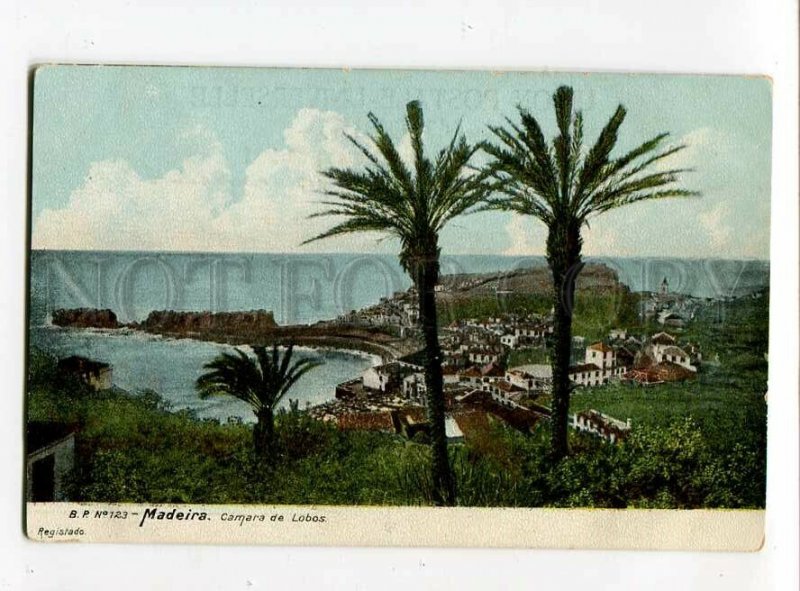 3084313 PORTUGAL MADEIRA Camara de Lobos Vintage PC