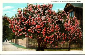 Texas Galveston Oleanders In Bloom Curteich
