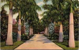 VINTAGE POSTCARD BEAUTIFUL RESIDENTIAL PALM-LINED DRIVEWAY MIAMI FLORIDA 1935