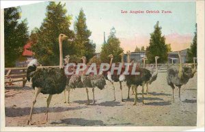 Modern Postcard Los Angeles Ostrich Farm A Home Among the Oranges Ostriches