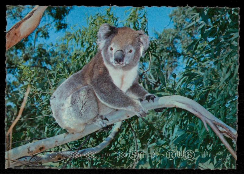 A Quaint Koala