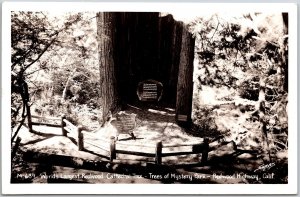 Cathedral Tree Mystery Park Redwood Highway California Real Photo RPPC Postcard