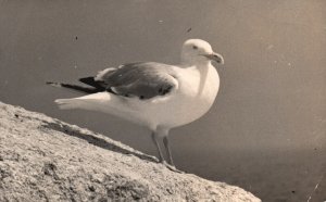 Postcard Real Photo 1949 White Bird on Rock with Water in Background RPPC 