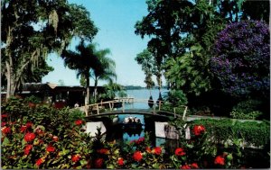 Flowering Tibouchina Tree Cypress Gardens Florida Postcard PC368