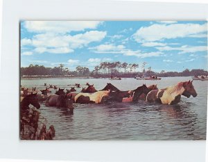 Postcard The Chincoteague ponies swimming back from Chincoteague Virginia USA