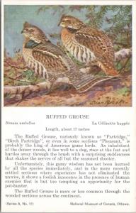 Ruffed Grouse Bird National Museum of Canada Allan Brooks Unused Postcard D49