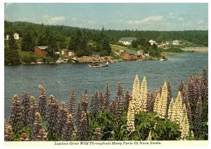 Aerial View Postcard Yarmouth to Cape Breton Nova Scotia Lupines on Water 1979