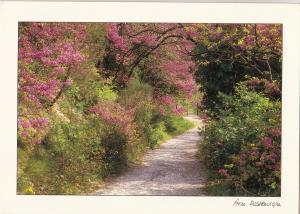 BF13196 anse pastreiqure provence landscape france front/back image