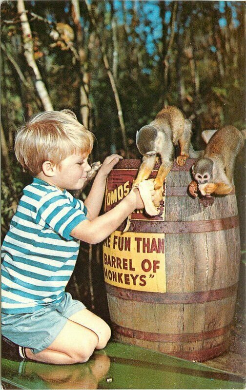 Boy barrel of monkeys Homosassa Springs Tampa Florida Postcard 10436