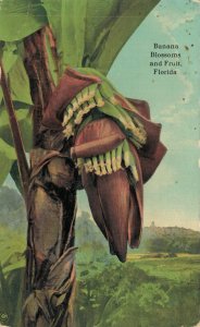 USA Banana Blossoms and Fruit Florida Vintage Postcard 07.48