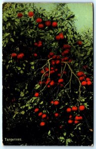 Postcard c1920s Tangerines Citrus Tangerina Florida