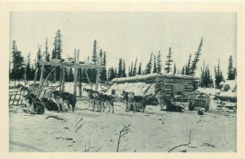 Alaska dogs sledge traveling on the Arctic Circle