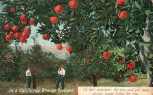 Vintage Postcard 1910's Orange Orchard Bountiful Fruit Mountain View California