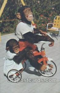 Monkey Jungle, South of Miami Florida USA Monkey , Gorilla Postal used unknow...