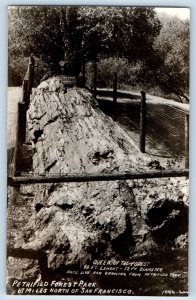 San Francisco CA Postcard RPPC Photo Petrified Forest Park Queen Of The Forest