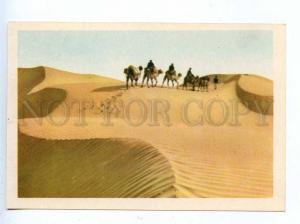 199592 CHINA Xinjiang ships of the desert camels postcard