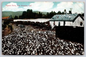 Los Angeles California~Pigeon Farm~Birds in Yard & on Barn Roof~c1910 Postcard