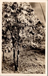 Guatemala Central America Beautiful Tree Photo by Grace Line Postcard Z24