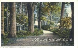 Pines in Bridgton, Maine