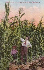 Giant Corn As It Grows In The Great Northwest