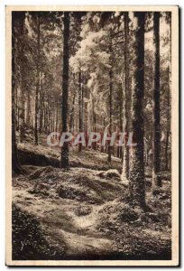 Huelgoat - Undergrowth near the Grotto of Artus - Old Postcard