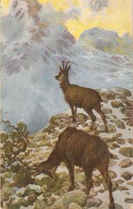 \Mountain Goats\  Nice antique artist drawn postcard