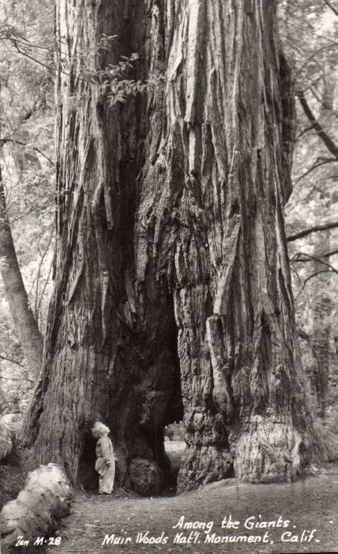 RPPC Photo Young Child Muir Woods National Monument California Redwood Tree