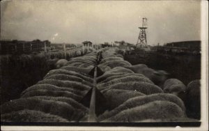 Penned Sheep on Farm - Raymond NE Written on Back c1910 Real Photo Postcard