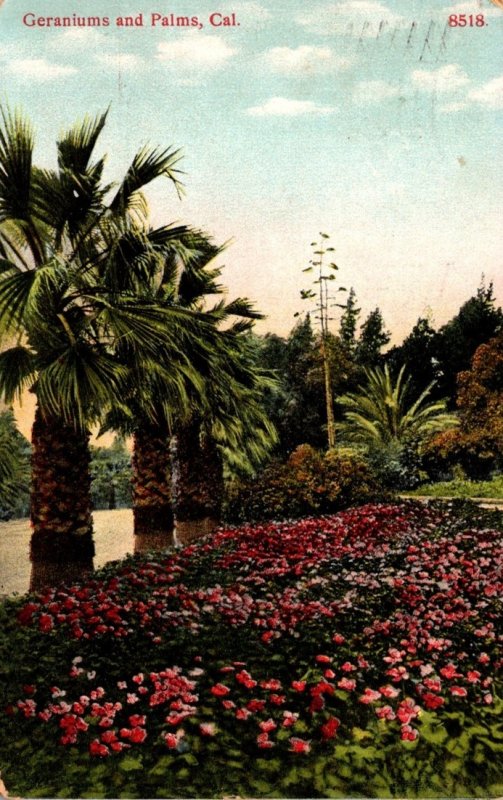 California Los Angeles Beautiful Geraniums and Palms 1908