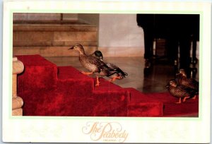 The Peabody Ducks March Down The Red Carpet - The Peabody Orlando, Florida