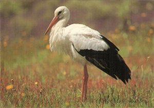 Bird. the  White Stork Nice modern Spanish photo postcard